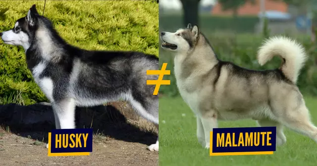 une_animaux_confusion