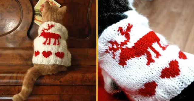 pull-noel-chat-tricot-renne