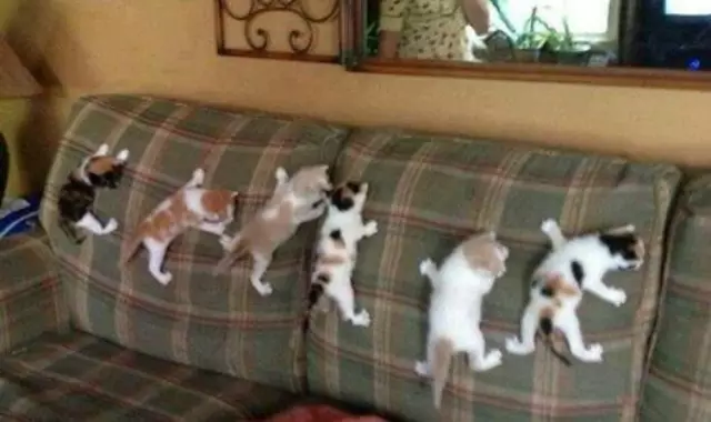 1236575_10153873041505247_1403311593_n