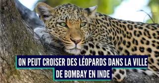 animaux sauvages villes