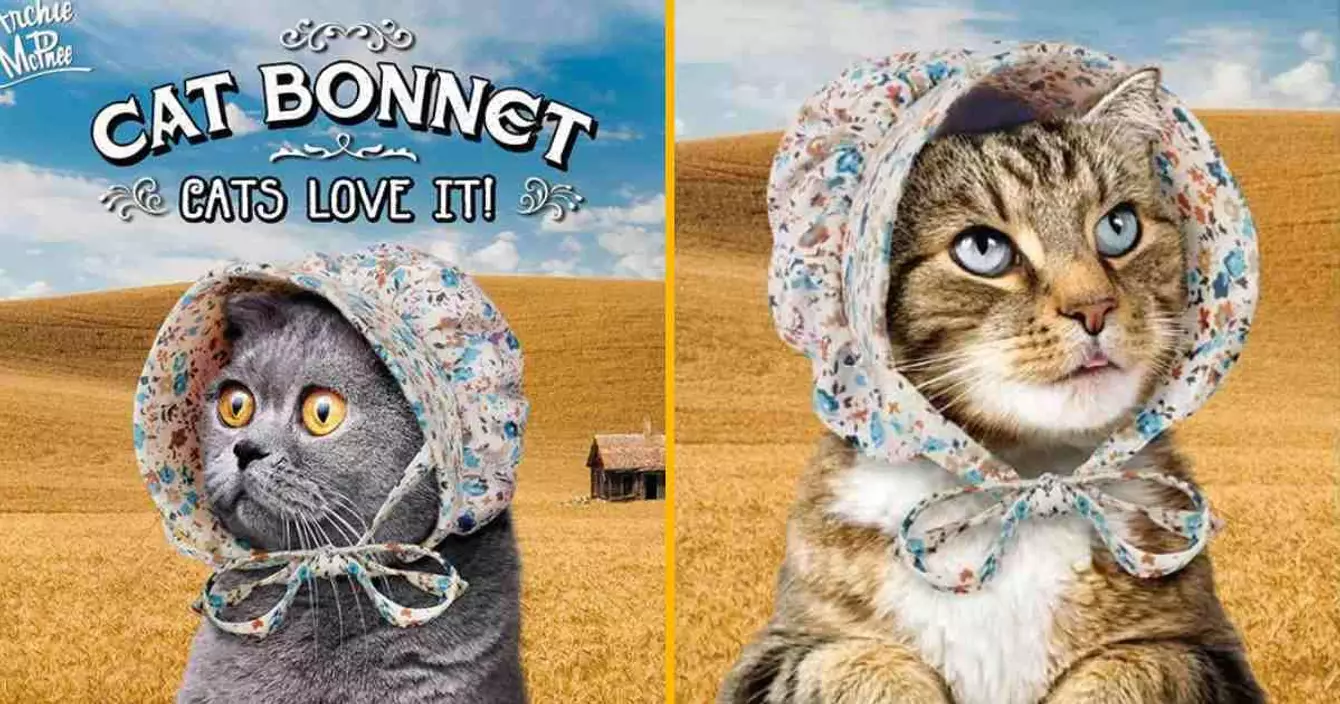 un-petit-bonnet-pour-chat-pour-transformer-minouche-en-laura-ingalls