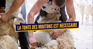 MOUTONS (1)