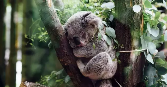 adoption-koala