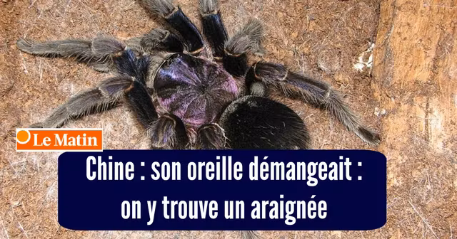 une araiengee