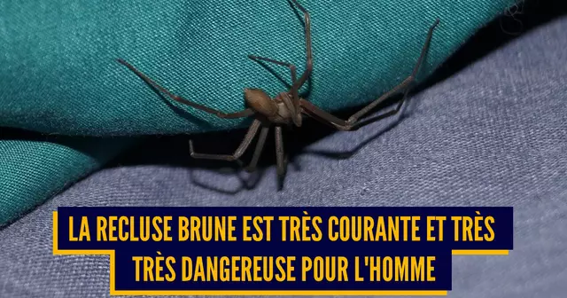 une_araignees_danger