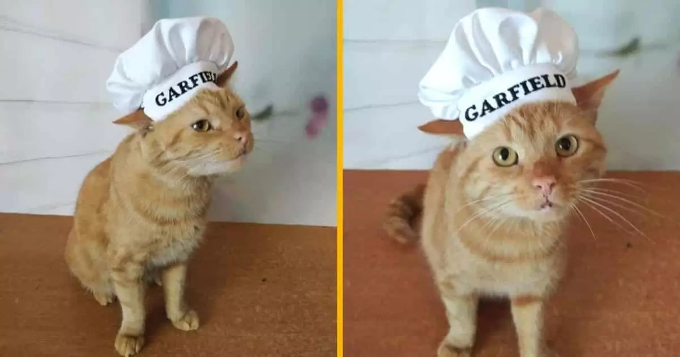 chapeau-chef-garfield