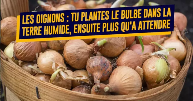 une_legumes_croissance