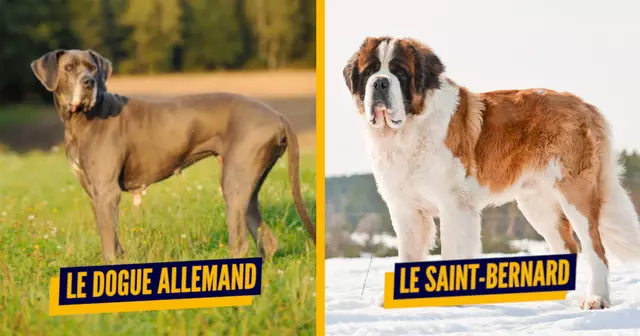 TOP races chiens grand 1