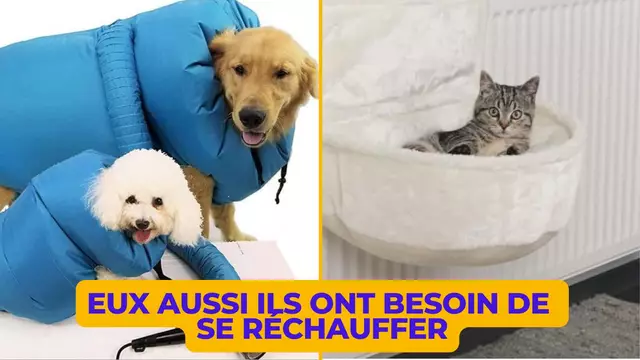 INDISPENSABLES-CHIEN-CHAT-HIVER