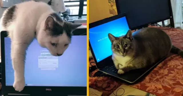 UNE_ANIMAUX_TELETRAVAIL_2