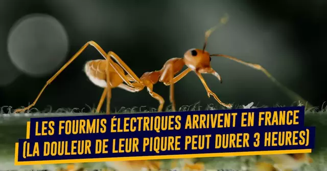 UNE-TOP-ANIAMUX-FLIPPANTS-DEBARQUENT