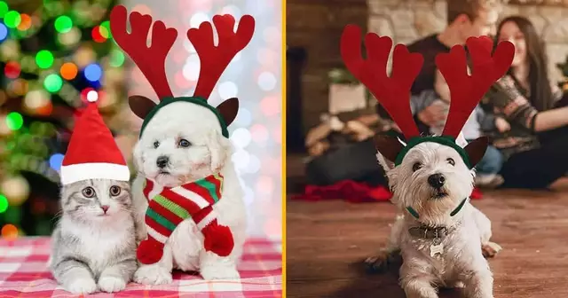 accessoires-noel-chien-chat