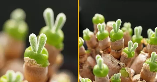 graines-monilaria-succulente-lapin-plus-mims-monde