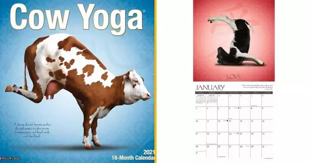 calendrier-vaches-yoga