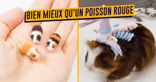 UNE-SHOPPING-cochon-dinde-hamster
