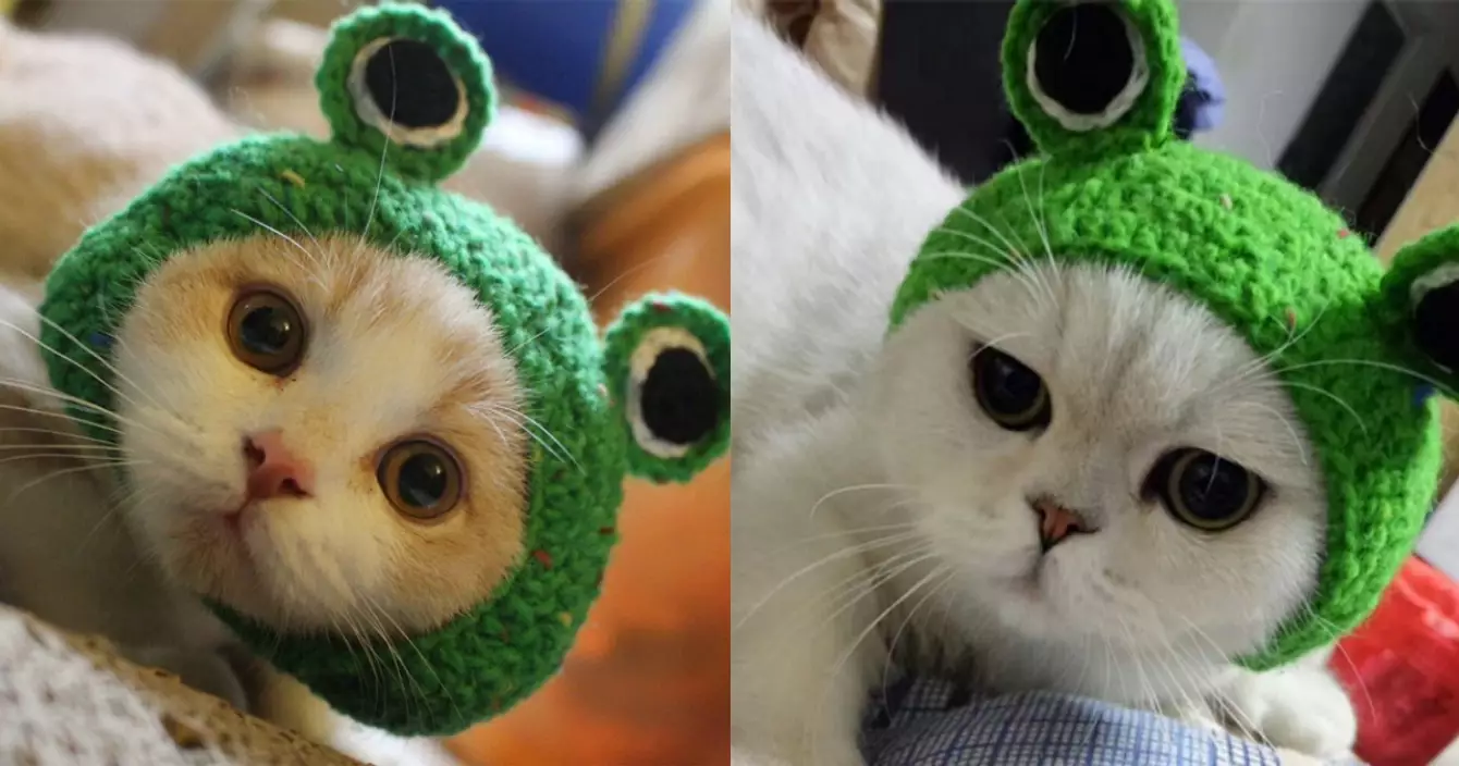 chapeau-grenouille-chat