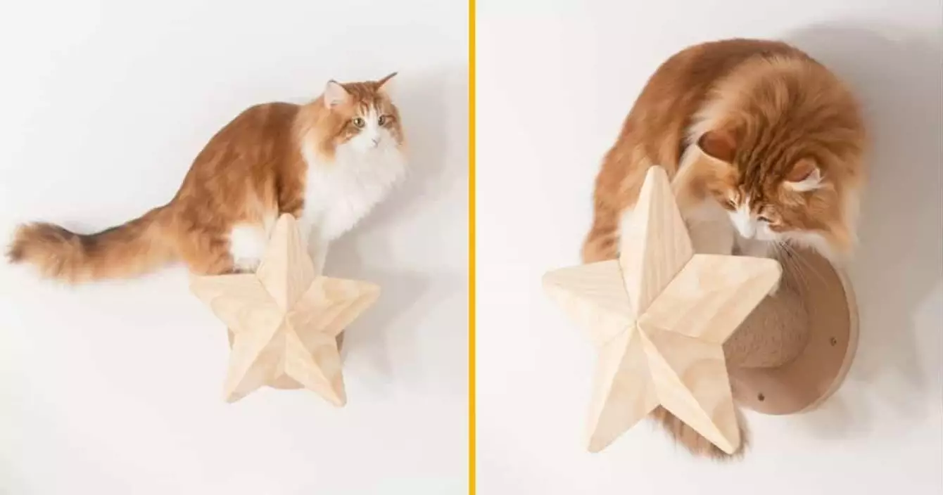 structure-chat-griffoire-bois