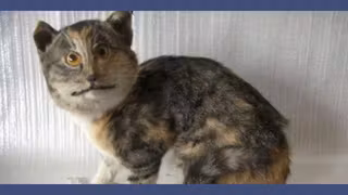 miniature-youtube-empaille