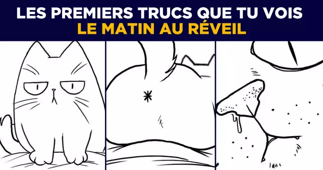 UNE_REDAC_chat-reveil