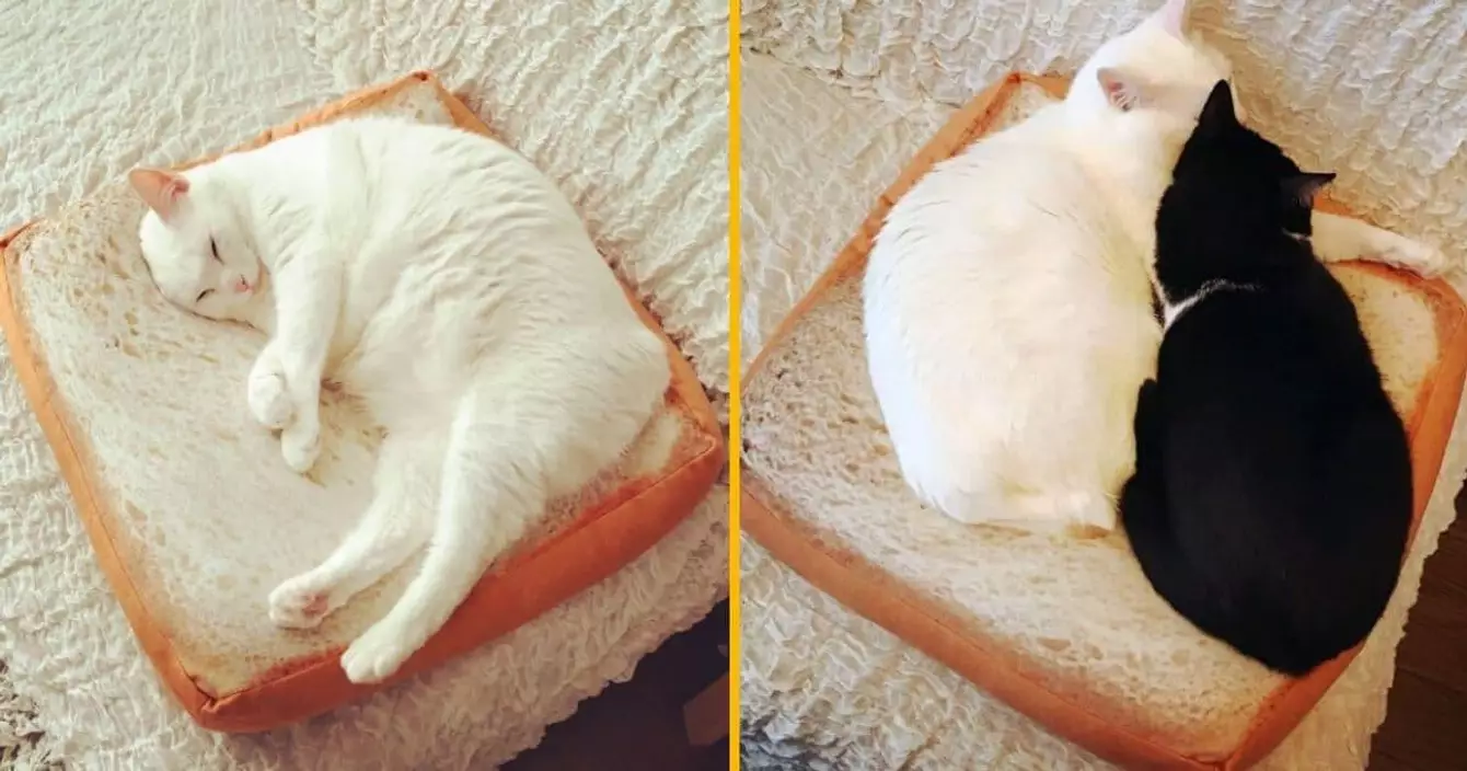 coussin-tartine-chat