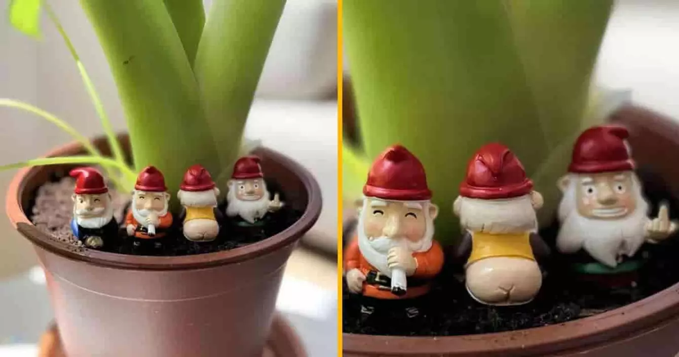 gnomes-malpolis-plantes