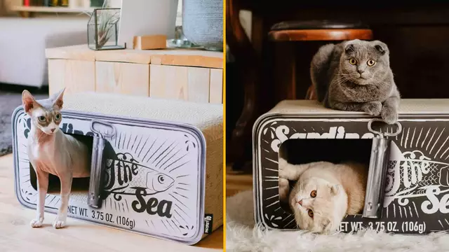 panier-chat-boite-sardine