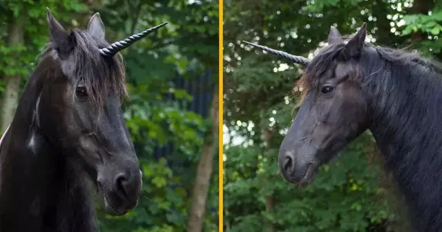 corne-licorne-cheval