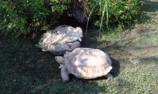 turtle-saving-another-turtle-816x467