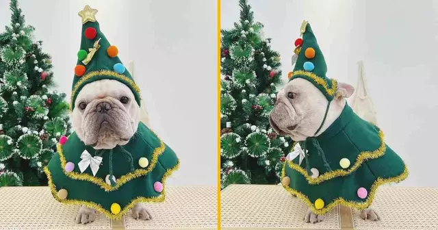 deguisement-sapin-noel-chien