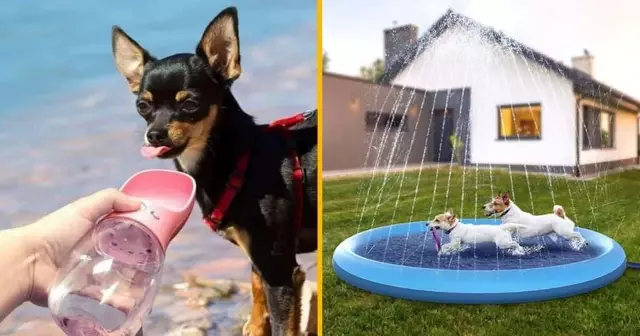 UNE_SHOPPING_ANTI_CHALEUR_CHIEN_CHAT