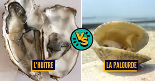 Une Topifight Pire Fruitdemer.jpg