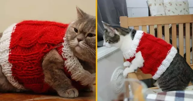 tricot-pere-noel-chat