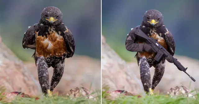 phtoshop-battle-faucon