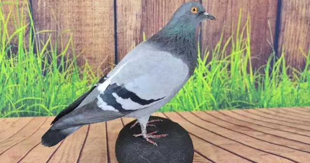 pigeon-empaille