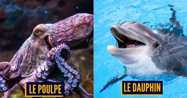 ANIMAUX MARINS INTELLIGENTS