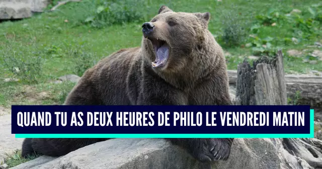 brown-bear-912444_960_720