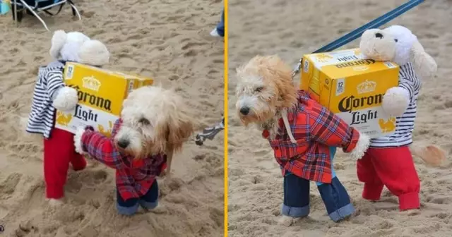 costume-chien-pack-biere