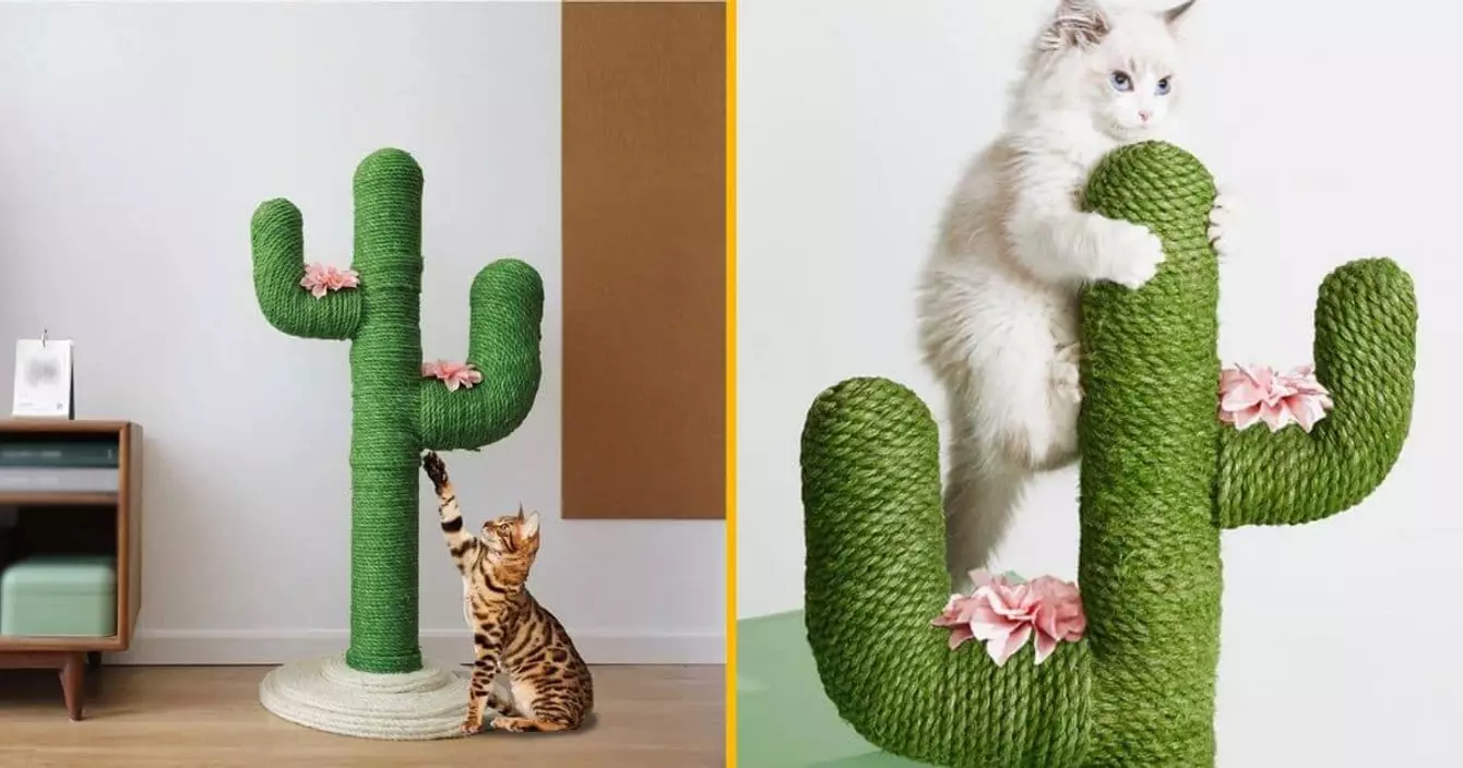 grattoir-cactus-chat