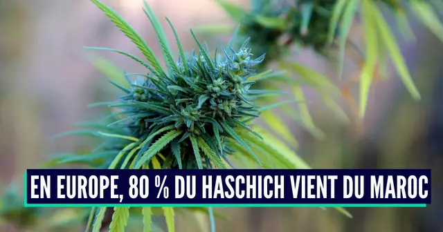 pays producteurs cannabis (1)