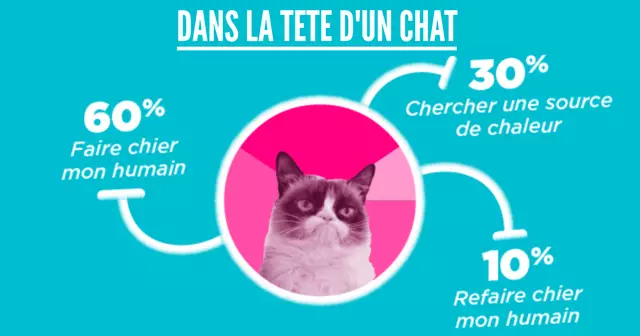 chat
