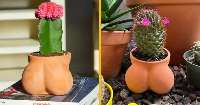 pot-cactus-testicule