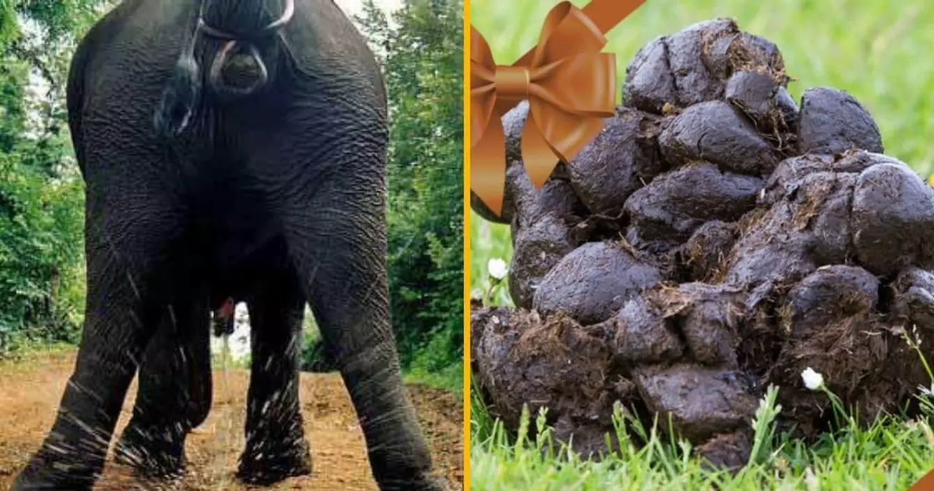 boite-caca-elephant-envoyer-anonymement