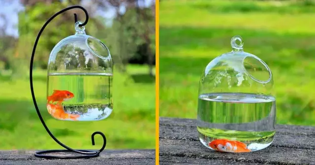 bocal-aquarium-suspendu