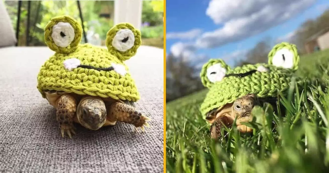 costume-tortue-grenouille