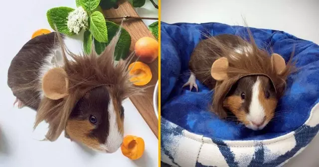 criniere-lion-cochon-dinde