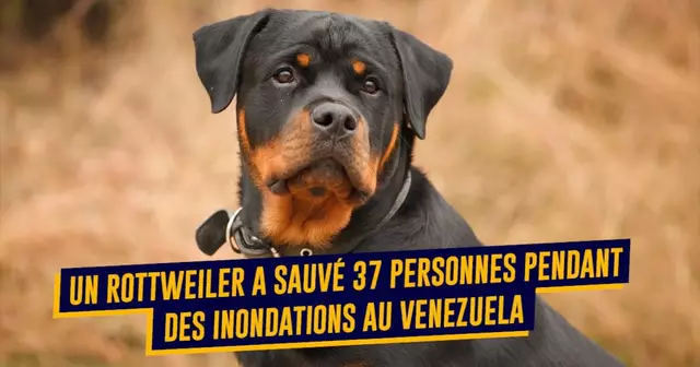 top animaux sauve vie 2