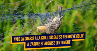 une_techniques_chasse