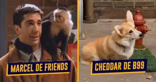 une-top-animaux-series