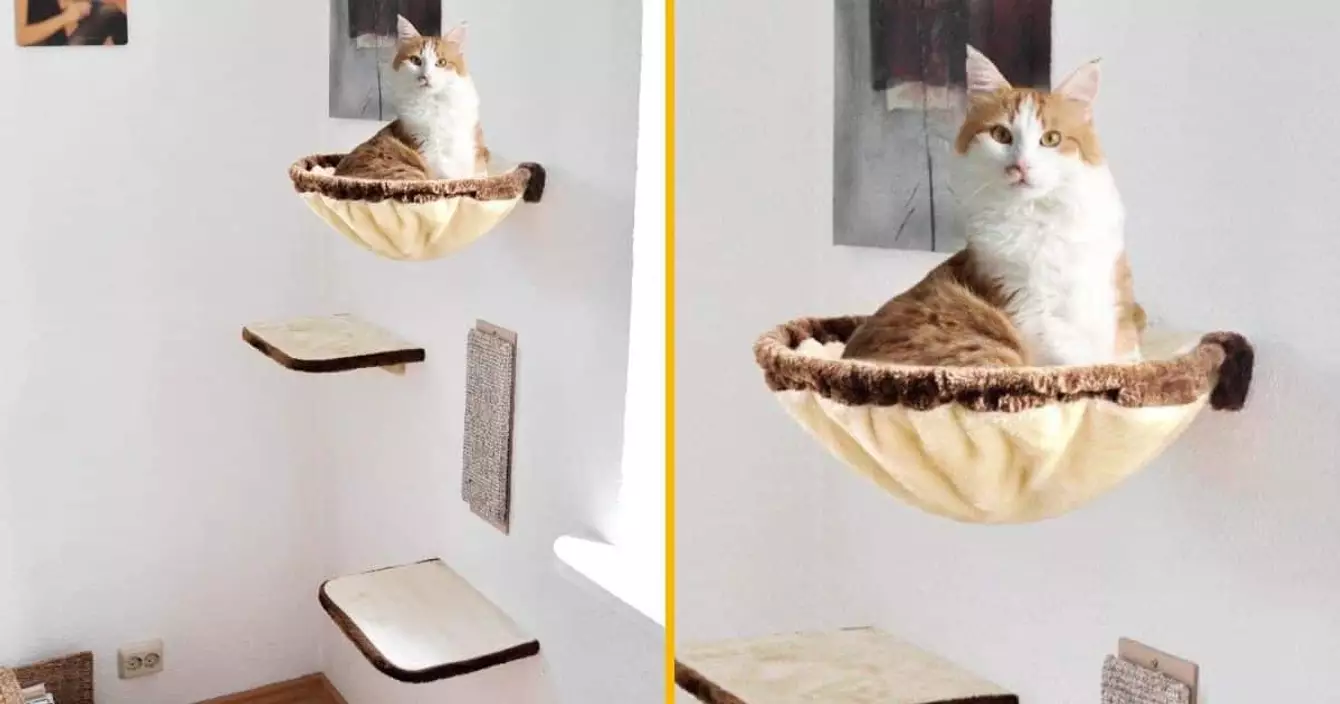 mur-escalade-chat-yamakasi