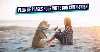 une chien plage